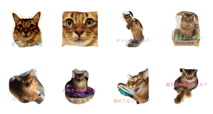 shima's tubuyaki