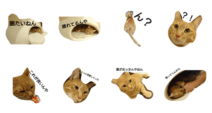 nya-kun