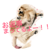 The name of this dog is a Chachamaru.