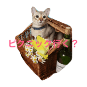 shino.ainosuke