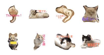 sato'scat