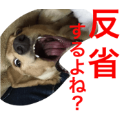 Angry dogs