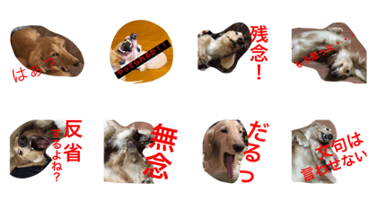 Angry dogs