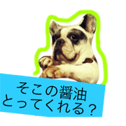 Frenchbulldog DAN