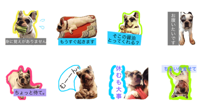 Frenchbulldog DAN