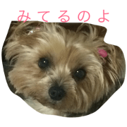 lovery yorkies