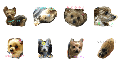 lovery yorkies