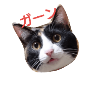 mii-cat