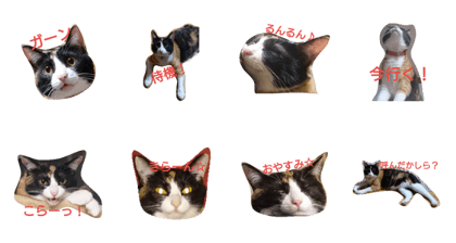 mii-cat