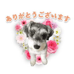 Cello is Miniature Schnauzer