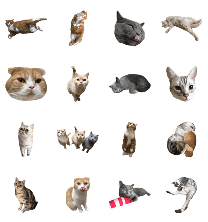 my cats/s.s.r.g.m.y.