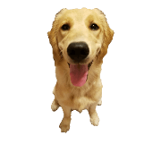 TestGORU