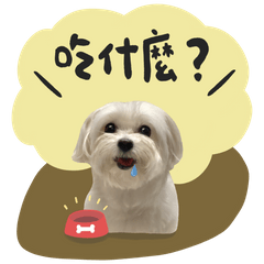 mibao the dog