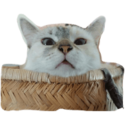 beer.cat