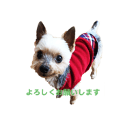Yorkshire Terrier-Koyo