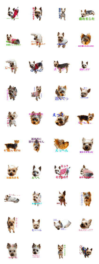 Yorkshire Terrier-Koyo