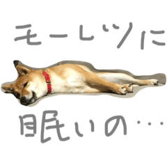 mane SHIBA KEN