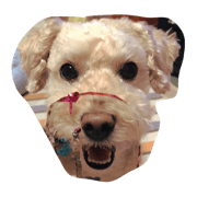 coco_poodle