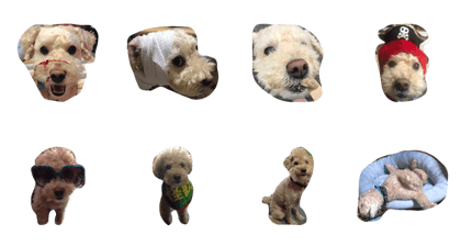 coco_poodle