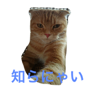 my pet cat's