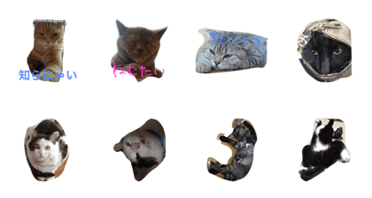 my pet cat's
