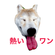 sibainu AZUKI