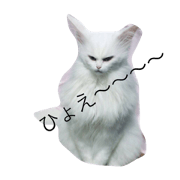 catponnyan