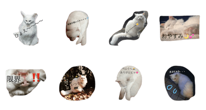 catponnyan