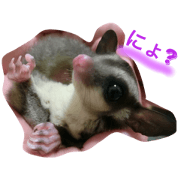 Kiwi the sugarglider