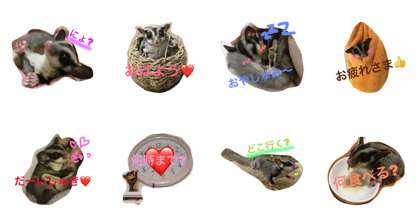 Kiwi the sugarglider