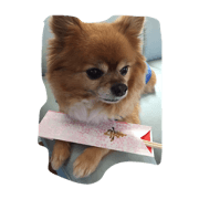 my dog name is Kotaro