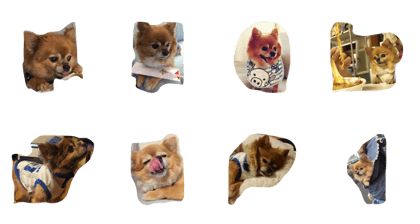 my dog name is Kotaro