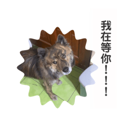 丁丁和哈嚕的奇幻旅程