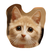 Qute cats