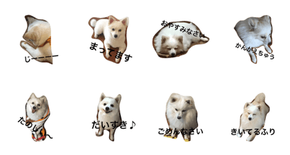Every day of Choppi