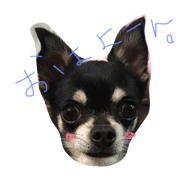chocochan1