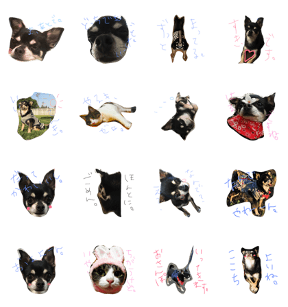 chocochan1