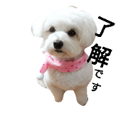 doglovehuuka