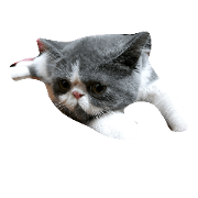 shizuku cat
