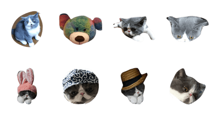 shizuku cat
