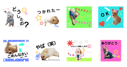 hinastmp 1