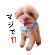 toy poodle marron