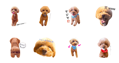 toy poodle marron