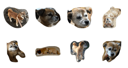 chikory
