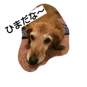 good old dog
