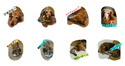 good old dog