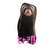 hyaa