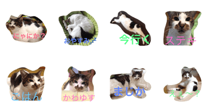 hanyaaan