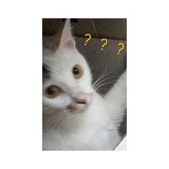 霹靂卡霹靂芭辣