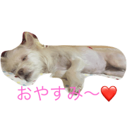 bibiy